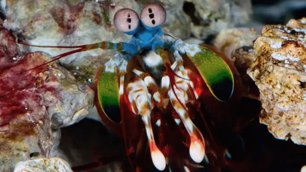 L'episodio uno de "La Vita a Colori" presenta Mantis Shrimp, creature con 12 tipi di recettori del colore, quattro volte più degli umani - Photo credits: © BBC