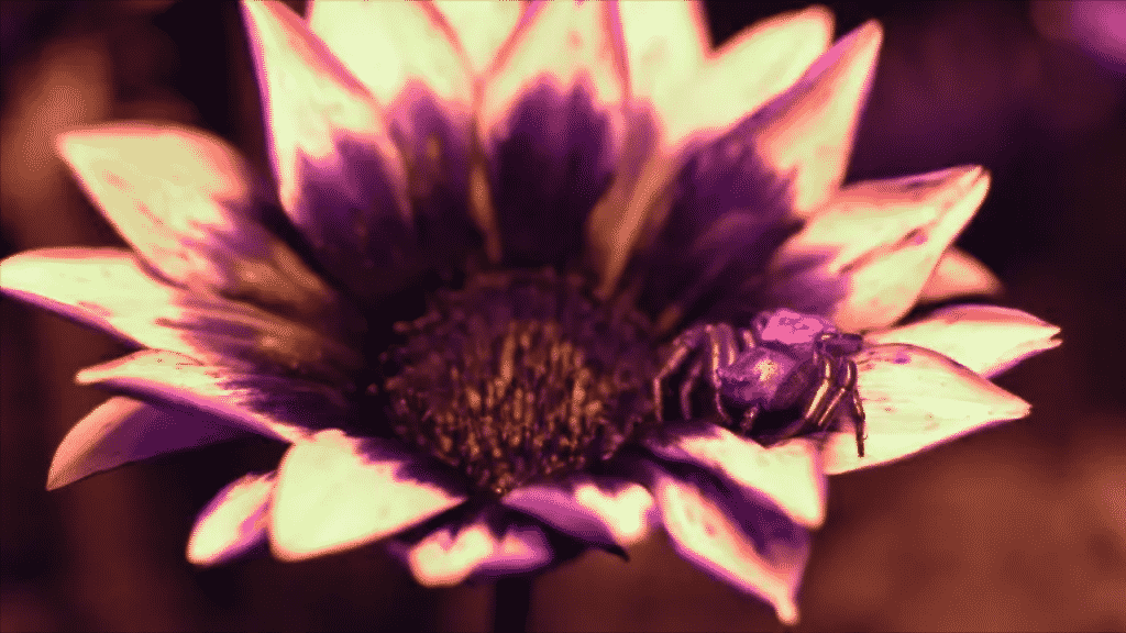 "La Vita a Colori", l’immagine vista con la telecamera uv - Photo credits: Netflix Still frames
