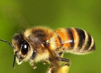 In arrivo 200mila api a Milano per sostenere una causa green