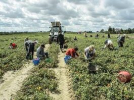 Latina: braccianti indiani dopati per sostenere i ritmi di lavoro braccianti