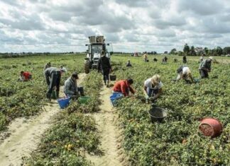 Latina: braccianti indiani dopati per sostenere i ritmi di lavoro braccianti