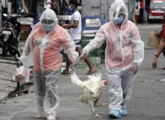 Aviaria in Europa, una mutazione del virus preoccupa