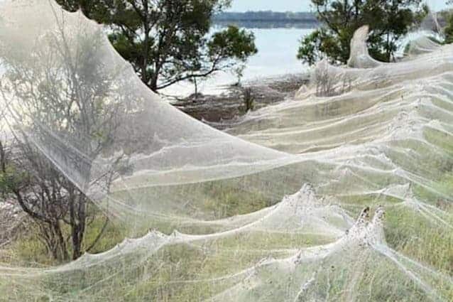 Australia, migliaia di ragni creano ragnatele di un chilometro per sopravvivere all’alluvione ragnatele in Australia
