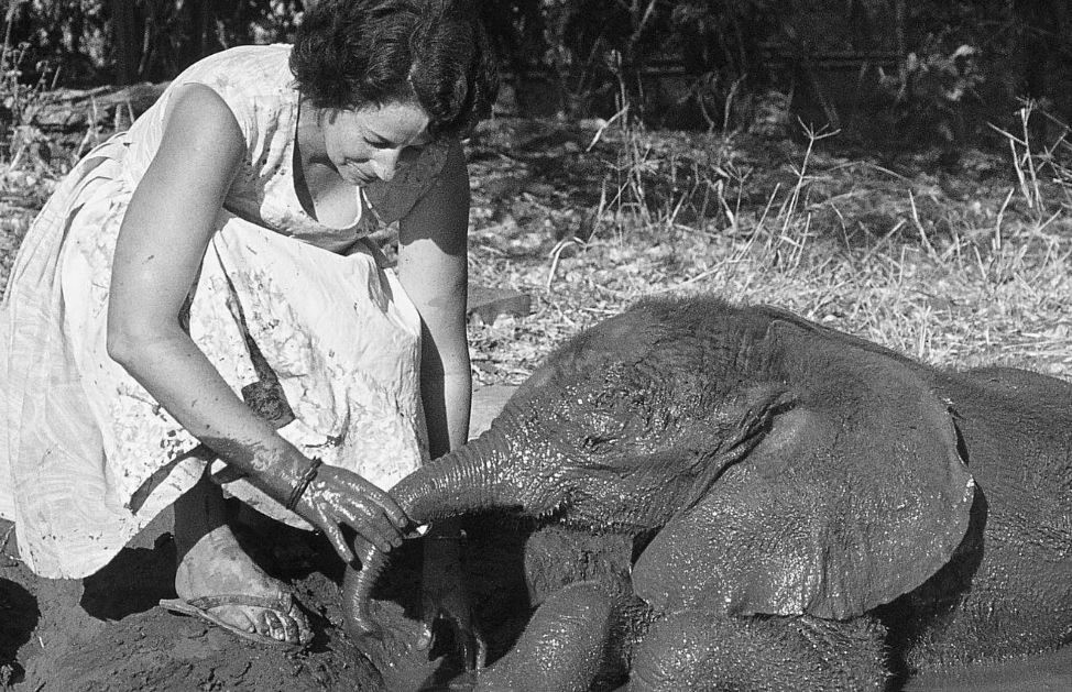 Daphne Sheldrick e la sua vita per i cuccioli orfani di elefanti