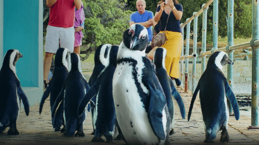 Pinguini e umani - Photo credits: Netflix 