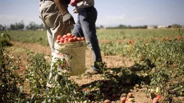 Emiliano vieta il lavoro nelle ore più calde in Puglia, ma forse non basta per abbattere la “schiavitù”