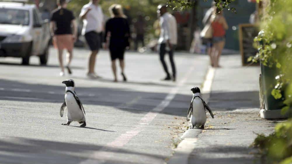 I pinguini nel 21’ Secolo - photo credits: Netflix 