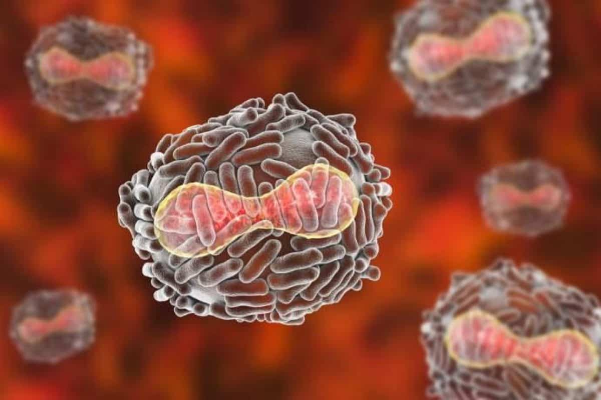 Cina, il vaiolo delle scimmie uccide un paziente: era il primo caso di infezione