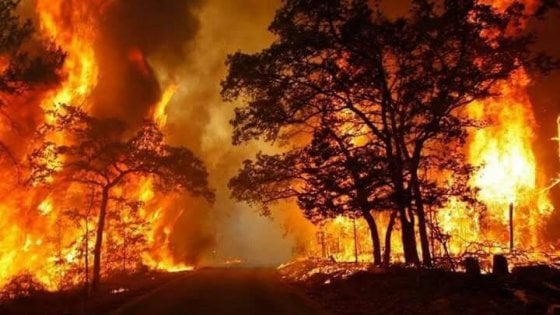Incendi in Italia, due vittime in Calabria e una in Sicilia Incendi in Italia