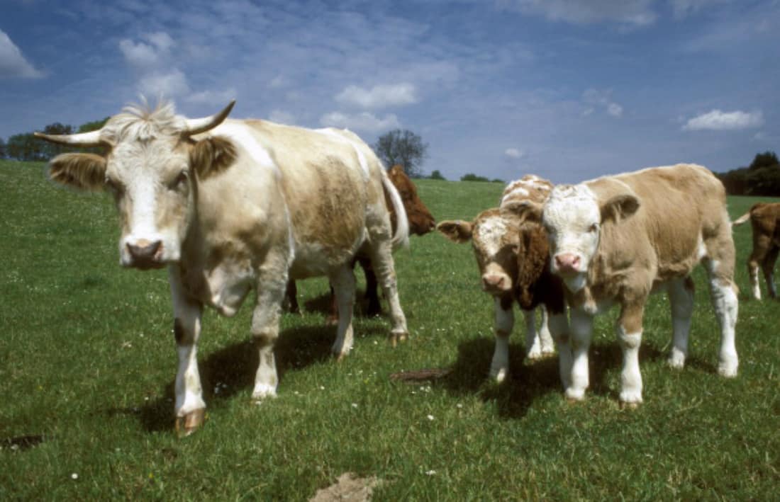 Mucca pazza: due casi in Brasile, stop all’export verso la Cina