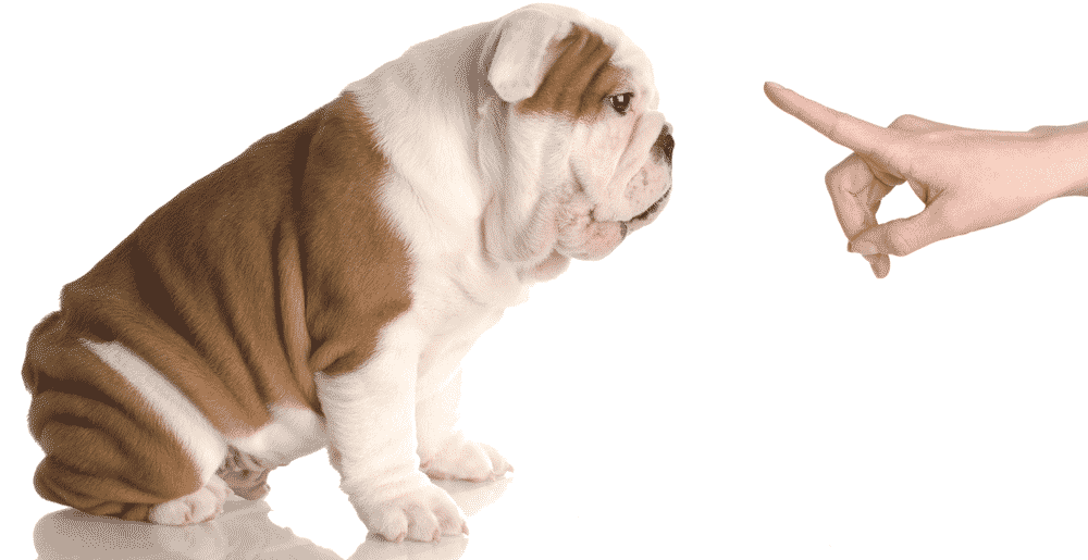 Educazione cani: strumenti e risorse utili per entrare nella mente di Fido