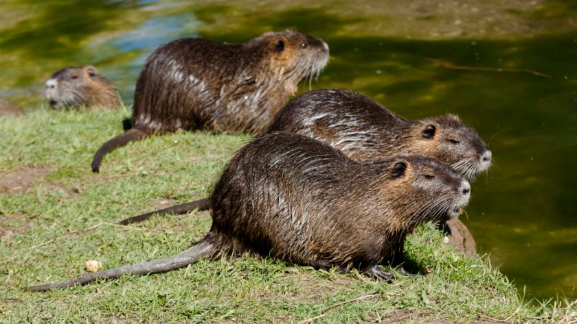 Carne di nutria nei tramezzini, denunciato il barista a Mantova