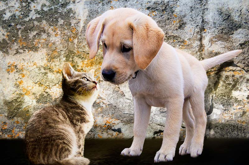 Essere attenti all’ecosistema per noi e per i nostri animali domestici