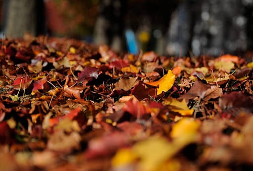 23 Settembre: miti, leggende ed usanze dell’Equinozio d’Autunno 23 settembre_saporiblog