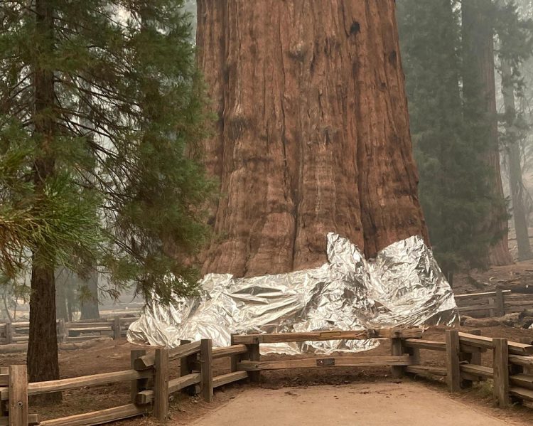 California, le fiamme minacciano la sequoia più grande al mondo