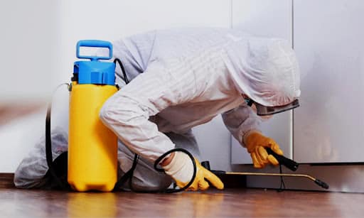 Consulenza di derattizzazione, come funziona
