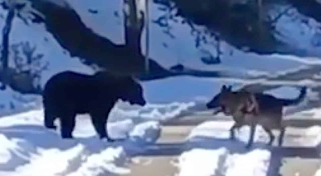 Nuovo video virale: orso gioca con un cane in Abruzzo