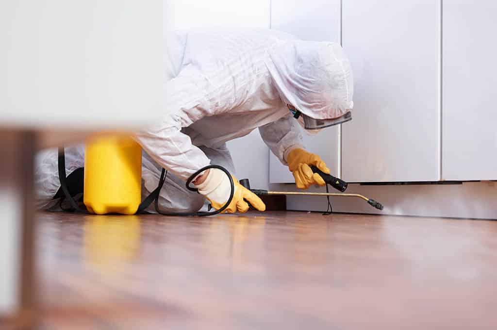 Avete bisogno di una Disinfestazione urgente? Ecco cosa fare