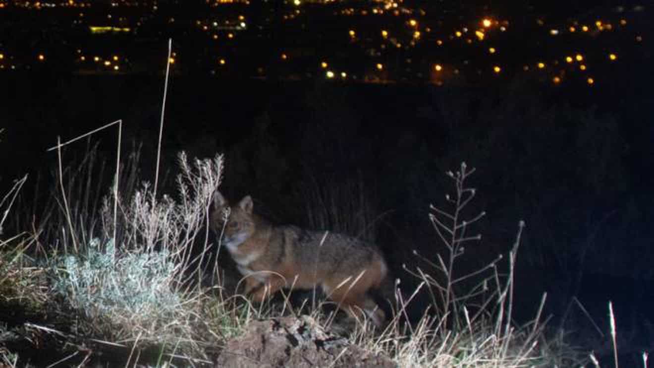Prato, avvistato nella notte raro esemplare di sciacallo dorato