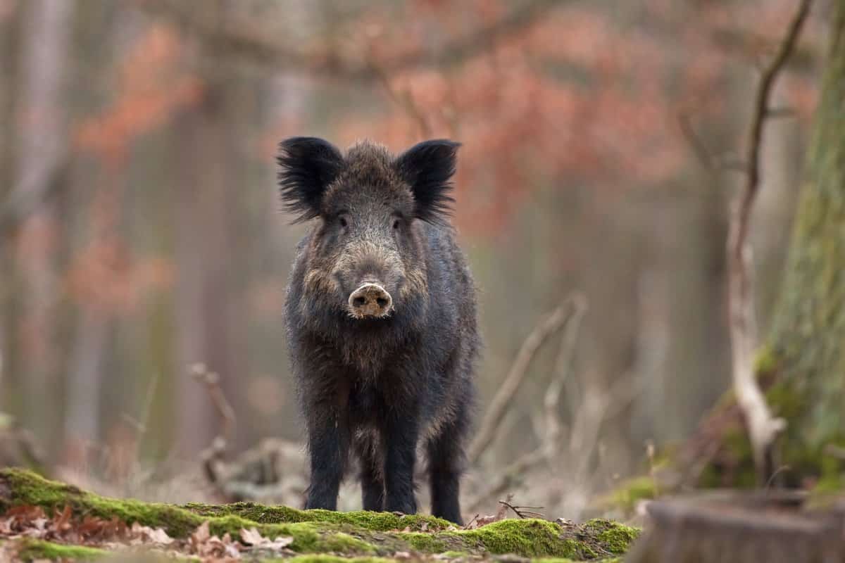 Emilia-Romagna: allarme peste suina, sospesa caccia al cinghiale