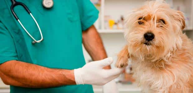 Cura degli animali, perché è importante affidarsi a esperti