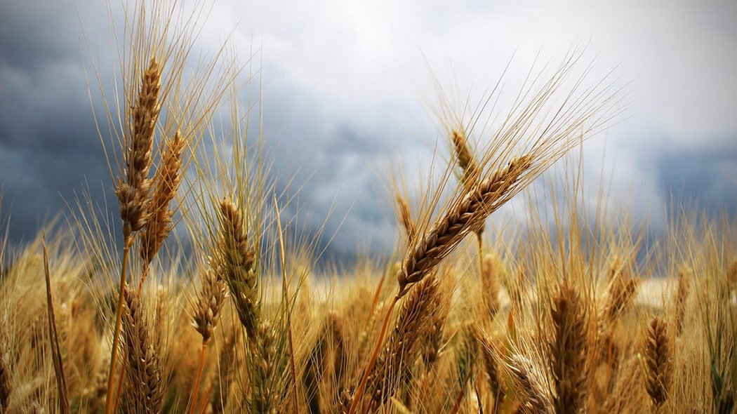 Italia: l’aumento dei prezzi del grano non è dovuto alla guerra in Ucraina