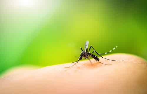Come liberarsi delle zanzare in modo ecologico: ecco tutti i metodi naturali