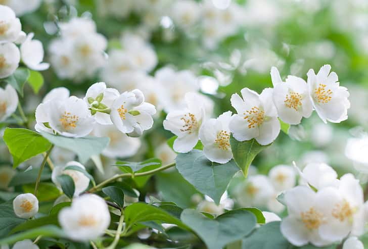 Profumi 2022: questa primavera fiorisce di fragranze
