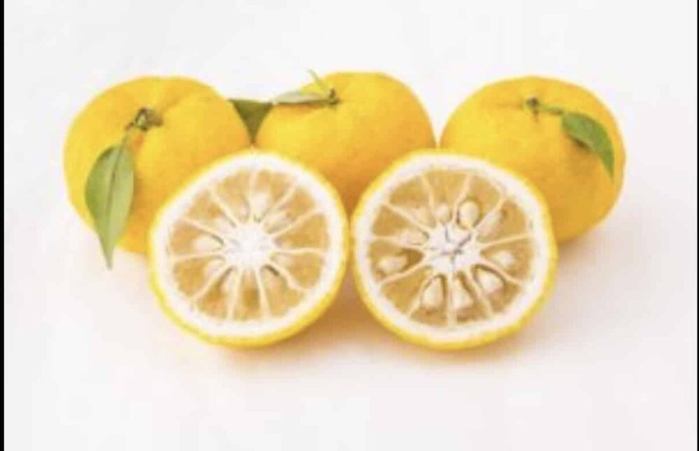 Lo Yuzu giapponese, importato in Europa per le sue proprietà benefiche Yuzu giapponese