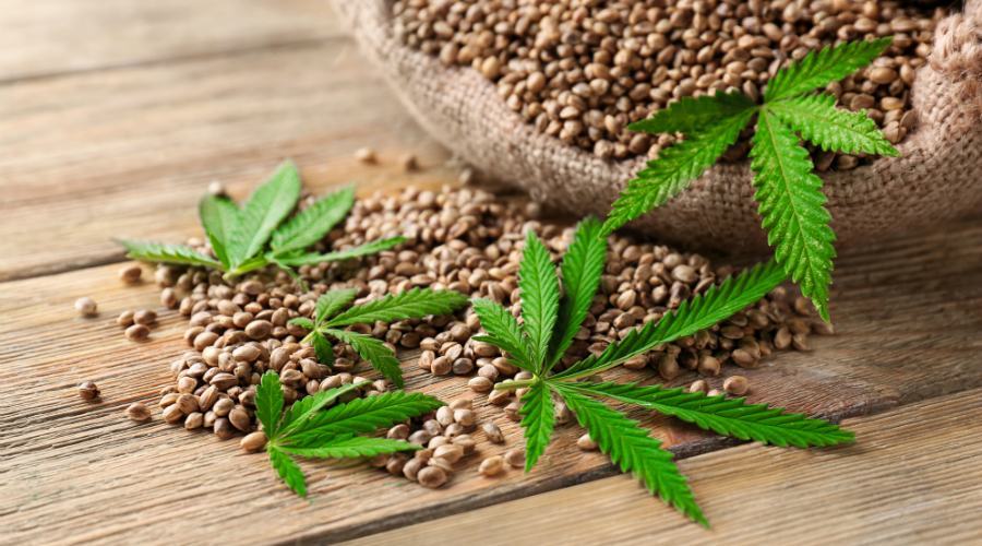 Seed Me Out: La Startup di semi di cannabis e marijuana Made In Italy