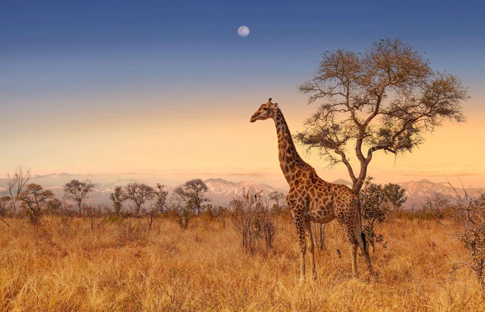 L’Africa tra risorse e sfruttamento