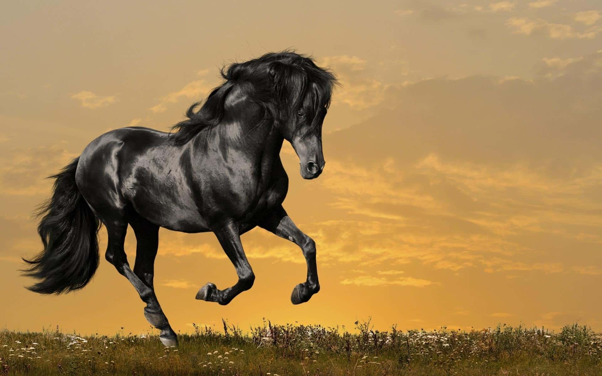 Anna Sewell, quando un cavallo diventa un bestseller