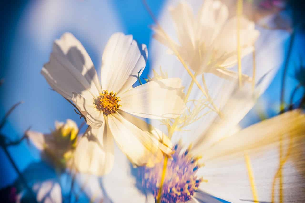 Cosmesi naturale e bio: scopriamo insieme tutti i vantaggi cosmesi naturale