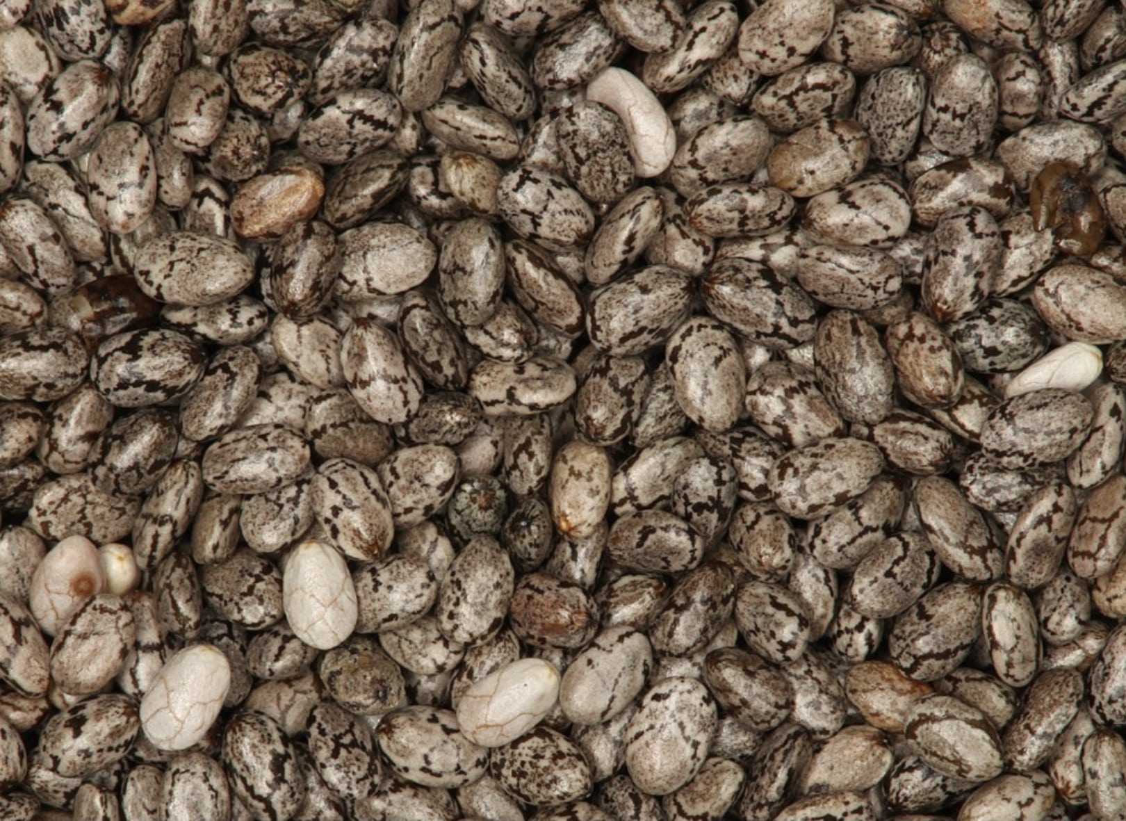 I semi di chia, un valido apporto nutritivo e antiossidante Semi di chia photo credits wikipedia