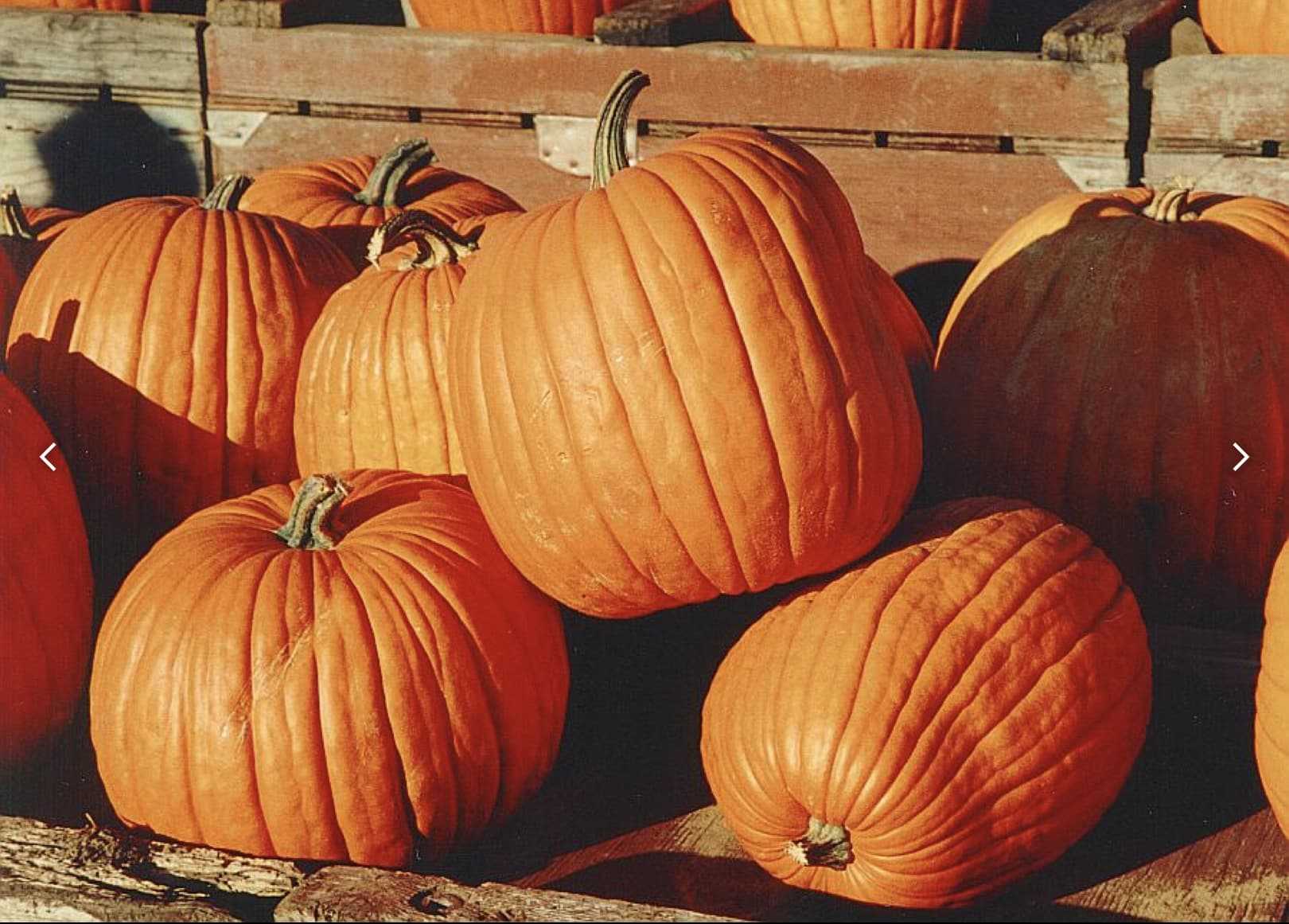 La zucca, ingrediente principale dei piatti tipici di ottobre Zucca ricette photo credits wikipedia