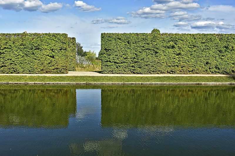 Eleagnus: la siepe perfetta per i climi marini eleagnus