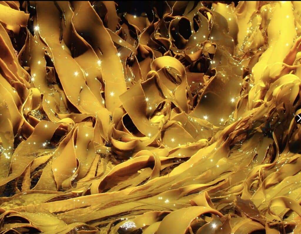 Alga kelp photo credits wikipedia