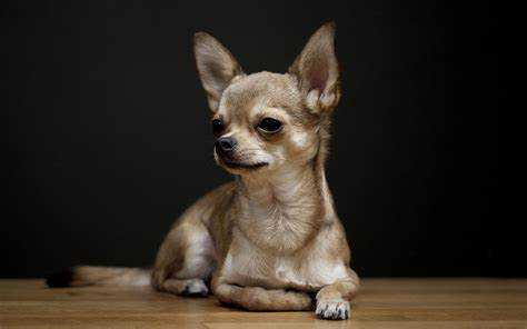 Come gestire un cane di piccola taglia come il Chihuahua