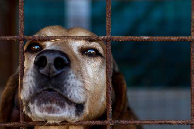 Canili-lager in tutta Italia: sequestrate 26 strutture