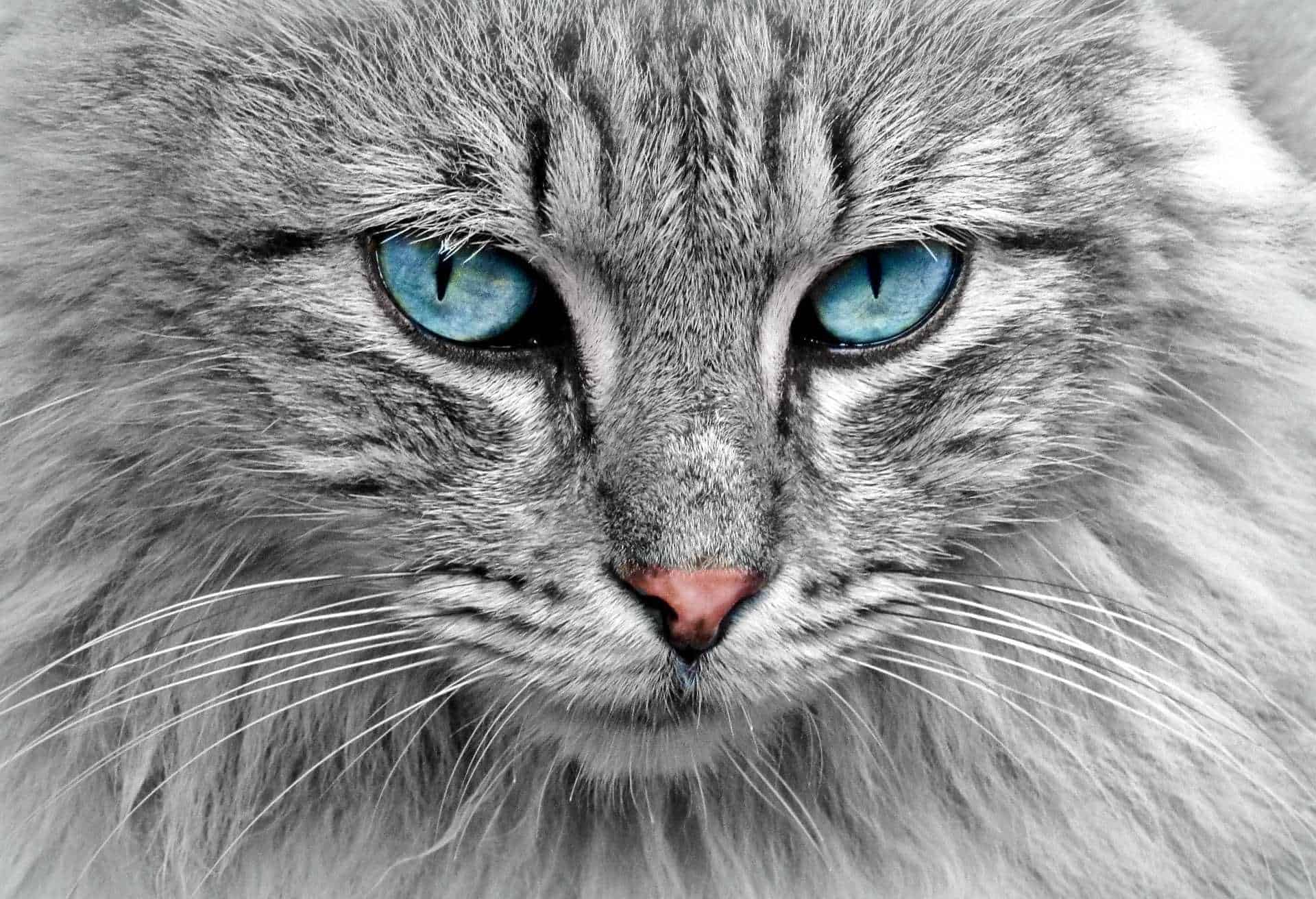 Il 17 febbraio si celebra in Italia la Giornata del gatto, un omaggio agli amici felini Festa nazionale del gatto photo credits pixaby