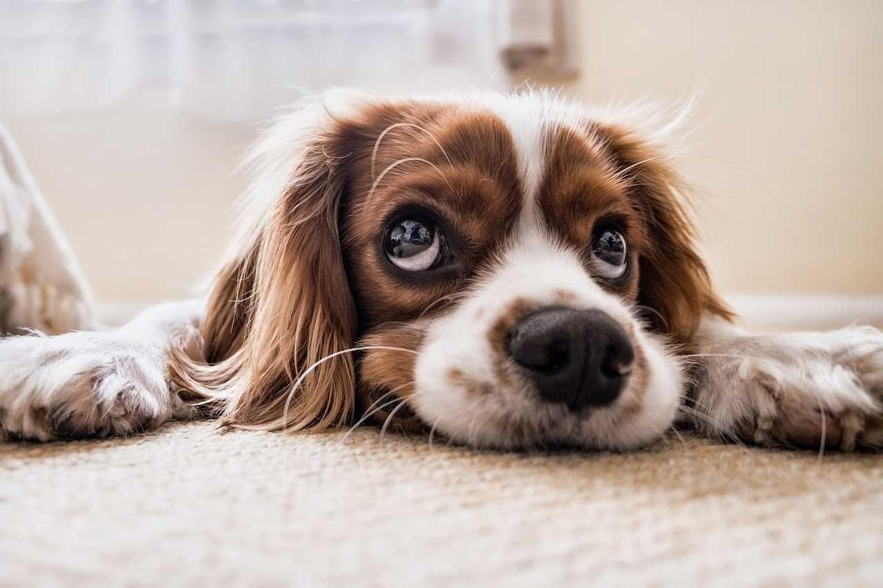 dieta cane