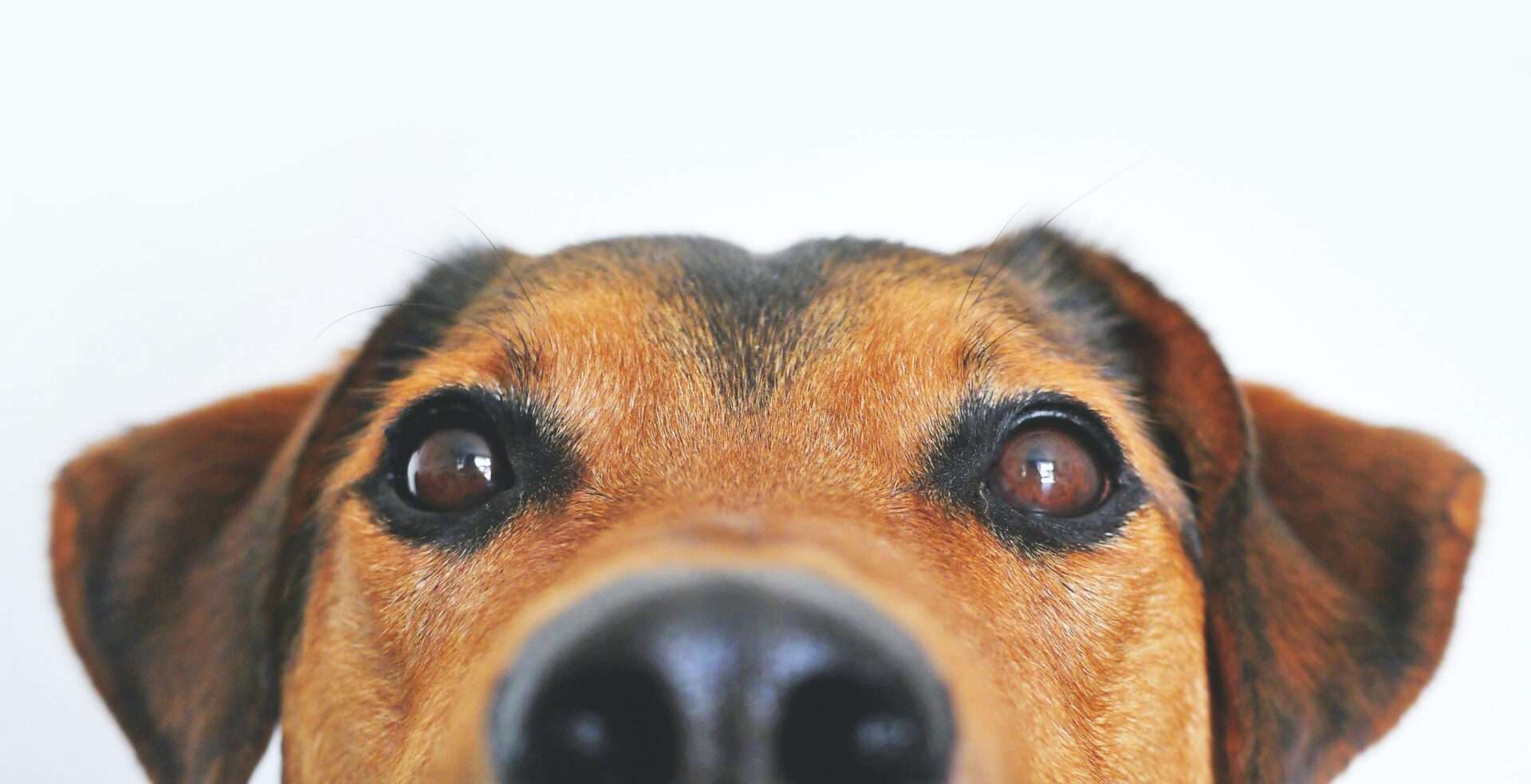 Prodotti naturali per cani: perché sono importanti per la loro salute e come sceglierli prodotti cani