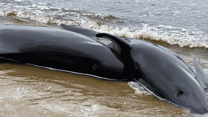 Più di 50 cetacei morti- Photo Credits Il Valore Italiano