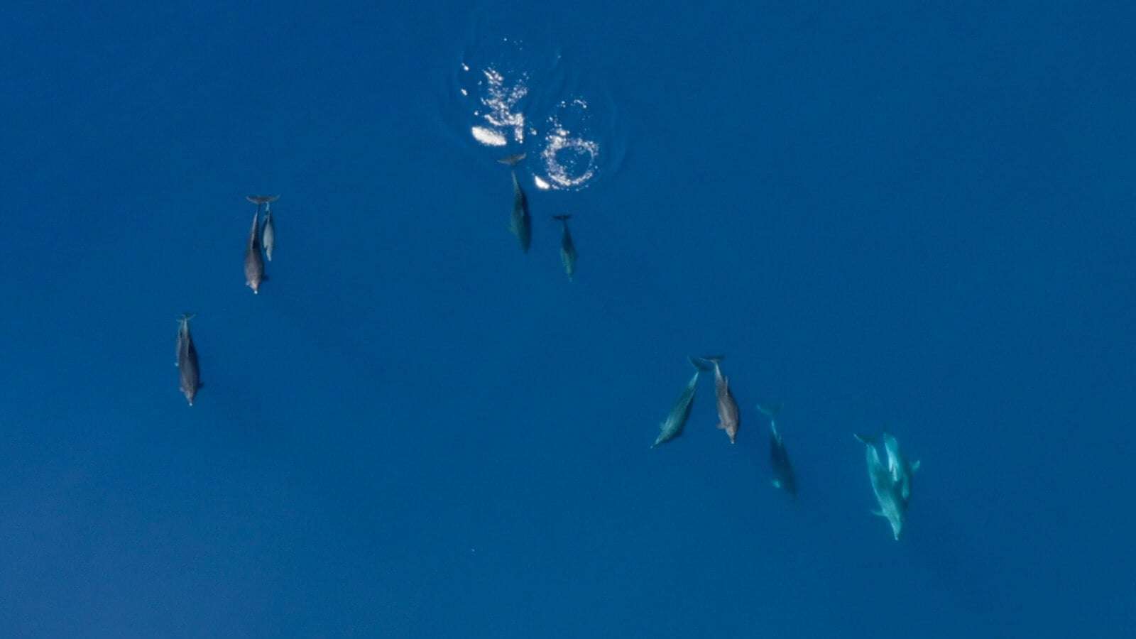 Strage di cetacei, più di 50 balene morte su una spiaggia australiana