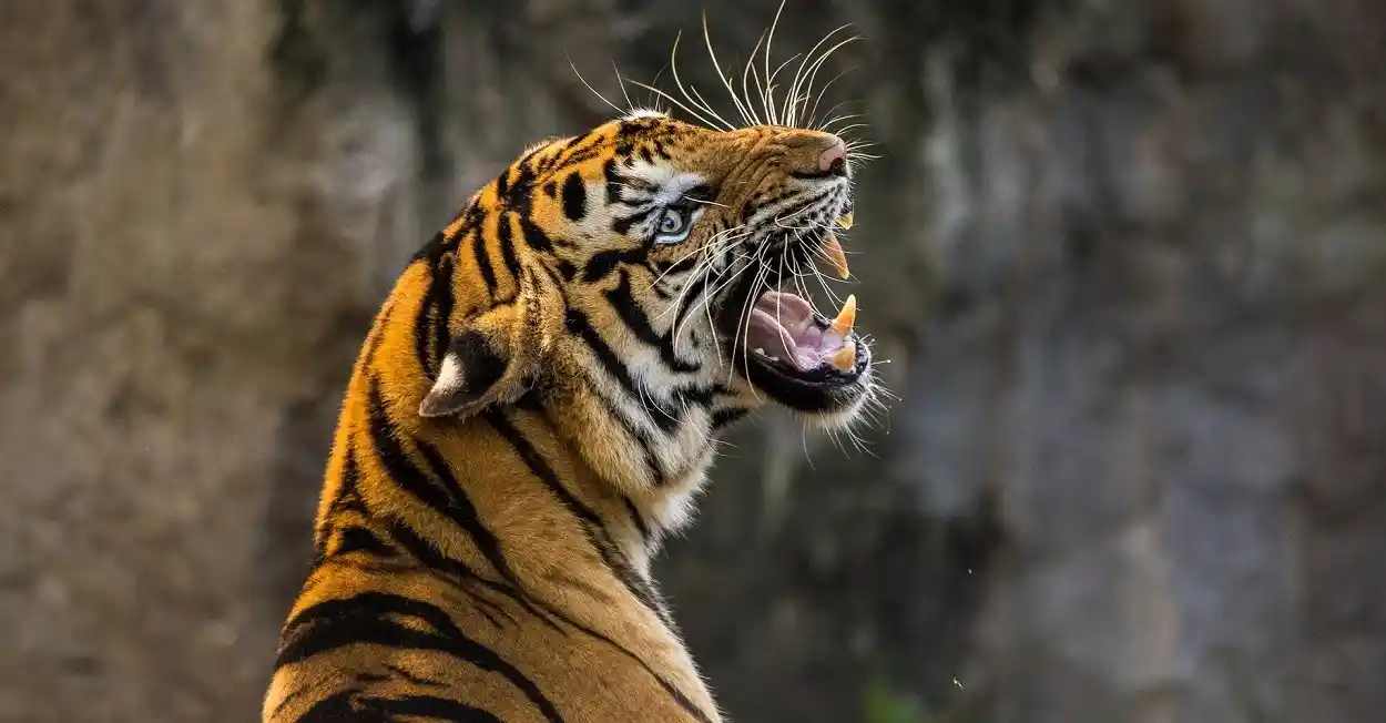 Tigre di Bali, 86 anni fa veniva ucciso l’ultimo esemplare tigre di Bali, fonte greenstyle.it