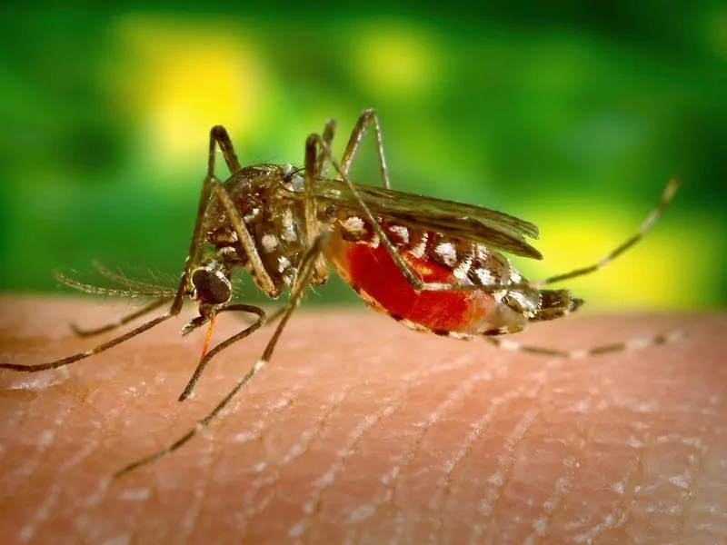 L’allarme Dengue si allarga: i consigli degli esperti su viaggi, cure e vaccini dengue © meteoweb