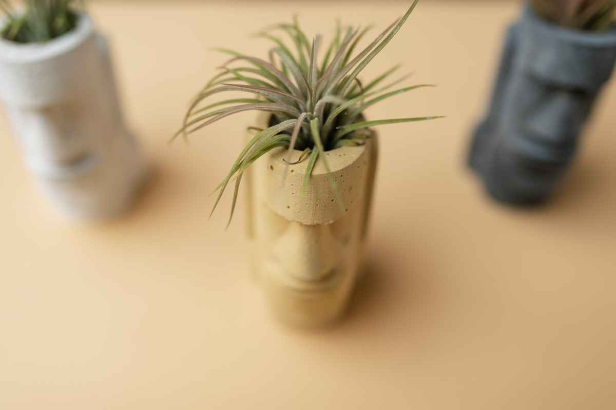 Tillandsia e design: scopriamo questa pianta così speciale