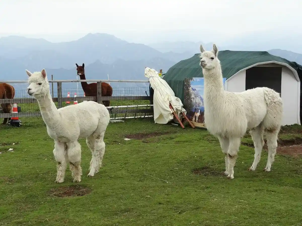 Loro Piana, lo sfruttamento dei lavoratori della comunità Lucanas e delle loro vigogne loro piana vigogna