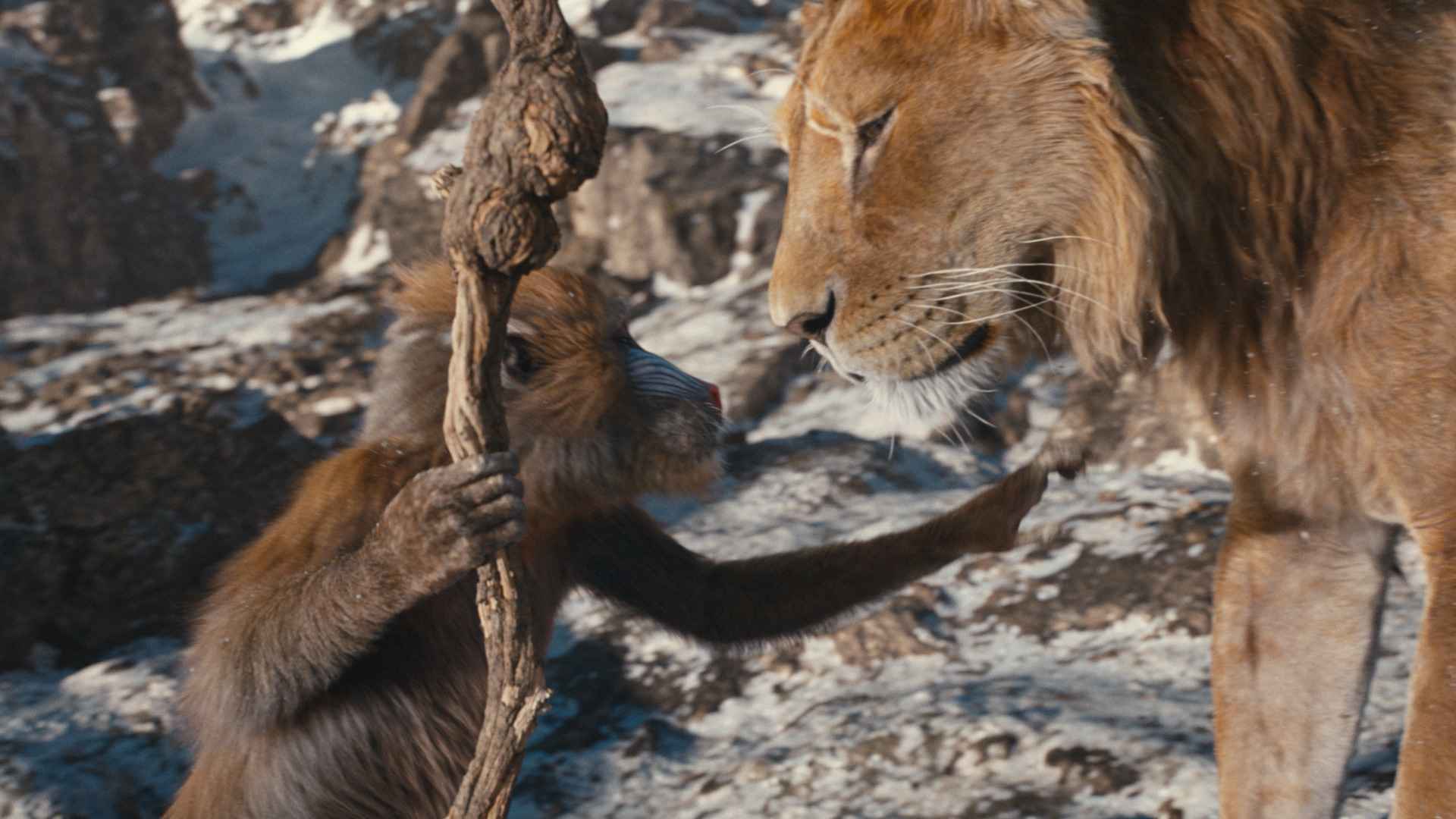 ”Mufasa: Il Re Leone”, arrivano le prime immagini del film disney disponibile dal 19 dicembre nelle sale italiane