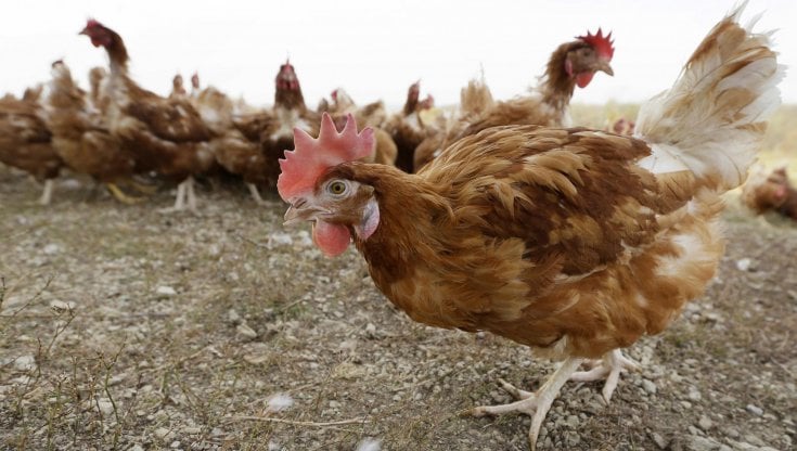 Altro caso di influenza aviaria, un bimbo di 4 anni